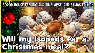 Watch these adorable Isopods enjoy a Christmas feast in their terrarium [upl. by Eyanaj]