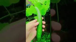 Fresh vegetable harvesting YouTubeshorts viralshortvideo trendingYouTubeshortstrendingviralreels [upl. by Russi]