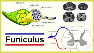 funiculus [upl. by Sirrom]