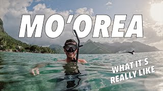 Island Life A Moorea Travel Vlog  French Polynesia Adventure [upl. by Zadoc]