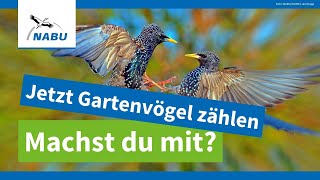 Die große Vogelzählung beginnt [upl. by Alonso285]