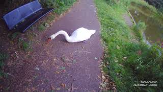 Swan Lake hetton le hole uk 2 [upl. by Eelytsirk]