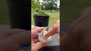 Homemade VICKS VAPOR rub plants howto garden [upl. by Mathilda]