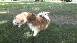 Pomskies Pomsky Full Grown playing in Yard [upl. by Idak157]