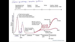 Lifetime gonadotropin secretion patterns [upl. by Sparke]