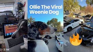 Viral Weenie Dog Attacks Car Meet [upl. by Notniw]