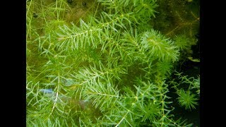 Hydrilla Hazard Biology Impacts and Management of an Invasive Aquatic Plant [upl. by Ciri627]