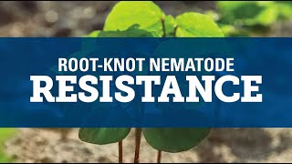 Understanding RootKnot Nematode [upl. by Yreneh]