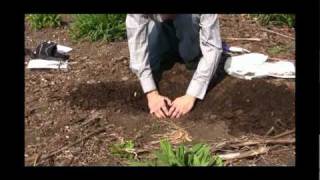 How to Plant Daylilies Video [upl. by Adnilreb730]