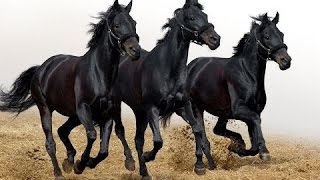 Wild Horses Running Fast Beautiful Video [upl. by Erolyat]