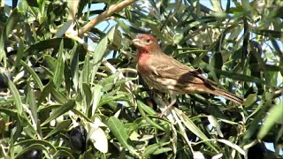 Haemorhous mexicanus colony in Europe  Greece Καρποντακος  House Finch [upl. by Colville]