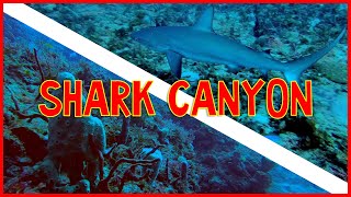 Scuba Diving at Shark Canyon in West Palm Beach FL [upl. by Australia]