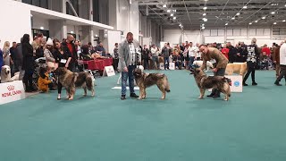 SARPLANINAC  EUROPEAN DOG SHOW 2021 BUDAPEST [upl. by Anoit]