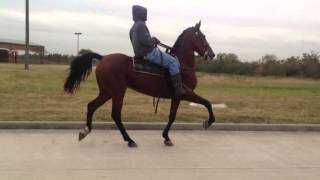 Sold  Nichole  Standardbred Saddlebred Mare Rosharon Tx [upl. by Netsrak953]