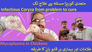 Chicken Eye Problems  Infectious coryza  کوریزا انفیکشن کنٹرول اور علاج 👍 [upl. by Baudelaire]