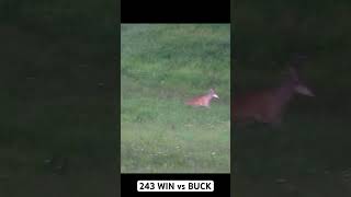 243 WIN vs BUCK  DEPREDATION SEASON hunting 243 winchester deer bucks [upl. by Mikael]