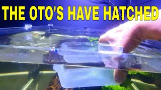 How To Breed Otocinclus Part 3 [upl. by Zelma]