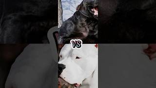 DOGO ARGENTINO VS PRESA CANARIOCANE CORSOBULLY KUTATOSA INUTOP DEADLY DOG BREEDS [upl. by Winter]