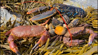 Coastal Foraging  Lobster Cockles Clam and Crab Beach Cook Up [upl. by Thisbe911]