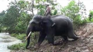 スマトラの森 Sumatra forest calling  孤児の子ゾウ・トミ baby elephant Tommy [upl. by Brandy]