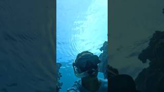 Solo Free diving the reef fishing jamaica spearfishing ocean wildlife fishing adventure [upl. by Evalyn728]