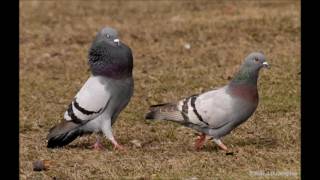 How to tell the Difference between a male and a female pigeon part 1 [upl. by Anirbak]