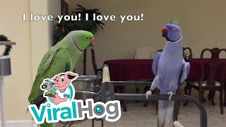 Indian Ringnecks Talk and Dance with Each Other  ViralHog [upl. by Eiramasil]