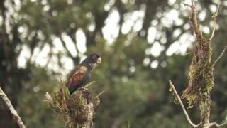 Pionus chalcopterus  Bronzewinged Parrot  Loro Alibronceado [upl. by Adilem57]