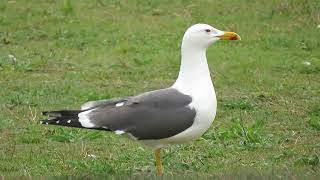 Lesser Blackbacked Gull Larus fuscus Dintelhaven ZH the Netherlands 24 Mar 2024 20 [upl. by Rifkin]