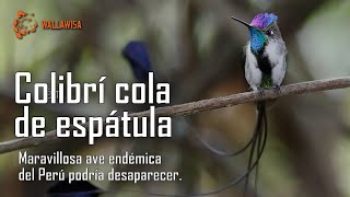 EL COLIBRÍ COLA DE ESPÁTULA LA MARAVILLOSA AVE ENDÉMICA DEL PERÚ PODRÍA DESAPARECER [upl. by Adnomar192]