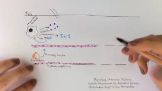 Imunologia Recrutamento dos Neutrófilos [upl. by Alves750]