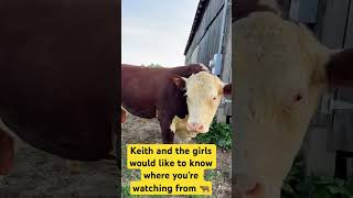 Cows living the best life cow farming shorts farmlife 🐂🐄farming countrylife followviral [upl. by Anawit]