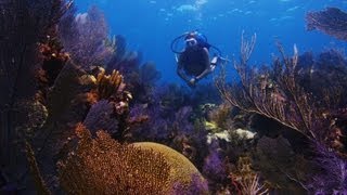 Floridas Coral Reefs Face Altered Oceans [upl. by Azitram233]