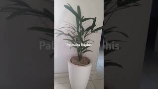 Planta decorativa palmeira raphis [upl. by Vergne104]