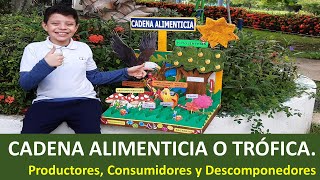 🌿🦁 Cadena alimenticia o trófica 🦐🍃 Productores consumidores y descomponedores  Maqueta [upl. by Nivram]