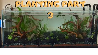 How to plant a tropical fish tank part 3 [upl. by Kcirdorb118]