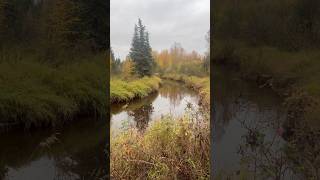 French Creek in Eielson AFB Alaska during mid September 2024 [upl. by Eekorehc]