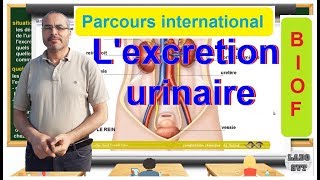 PARCOURS INTERNATIONAL BIOF l excrétion urinaire [upl. by Schramke]