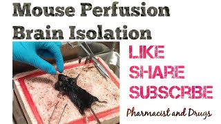 Mouse Perfusion for Brain Isolation Research Technique Pharmacist and Drugs Abi Greek [upl. by Aisek]