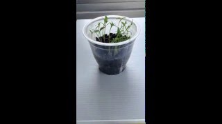 Crecimiento de una planta de Cilantro TimeLapse [upl. by Vivyan]