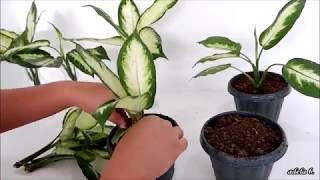 Dieffenbachia Camille Soil and Water Propagation by Stem Cuttings [upl. by Nuahsyar]