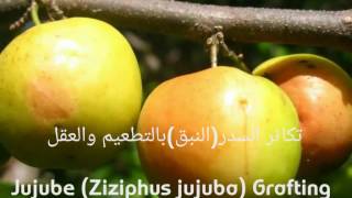 تكاثر السدرالنبق بالتطعيم والعقل Jujube Ziziphus jujuba Grafting [upl. by Banwell]