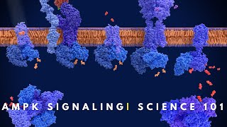 AMPK signaling  Cell Communication [upl. by Aimahc]