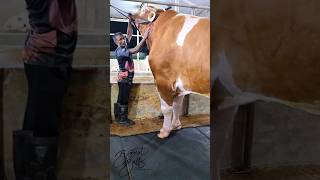 Red Holstein Friesian bull weighing nearly 1200 kg [upl. by Kayle]