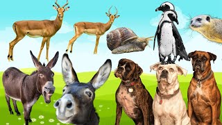 Animal World  Animal Planet  Animal Sounds  Familiar Animals  Bustling Animals  Cutest Animals [upl. by Nirehtac]