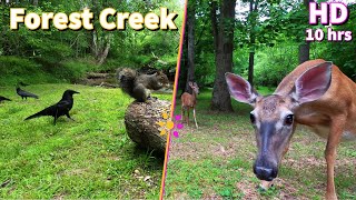 Entertain your pets with a Forest Stream featuring Squirrels Crows and Deer  10Hour Cat amp Dog TV [upl. by Wiatt]