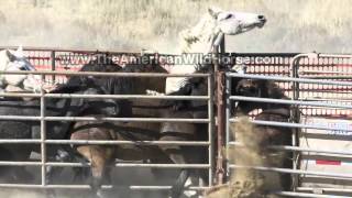 Slaughtering WildHorses [upl. by Enomar]