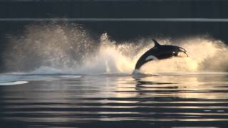 Killer Whales UpClose in Alaska [upl. by Benoit]