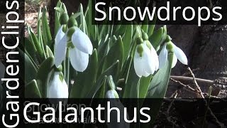 Snowdrops  Galanthus nivalis  snowdrop flower  How to Grow Snowdrops snowdrop [upl. by Munsey]