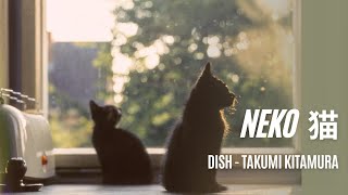 Neko 猫  DISH Takumi Kitamura English  Vietsub [upl. by Corrianne550]